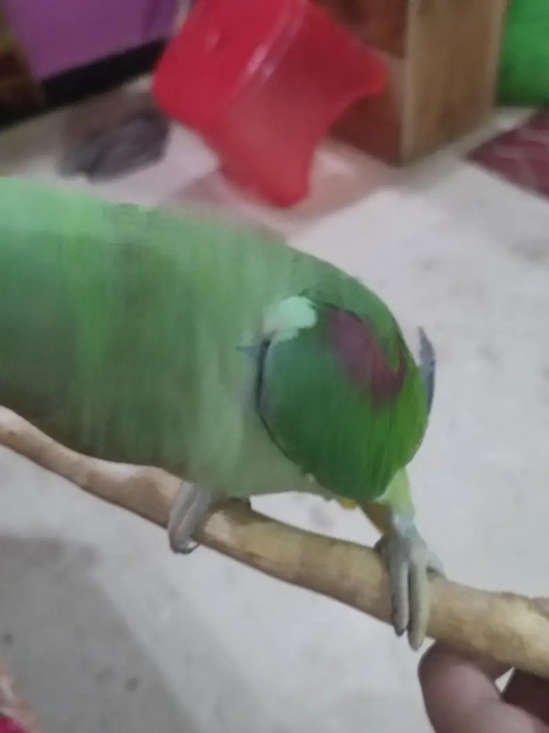 raw Kashmiri Pahari female for sale — photo 5