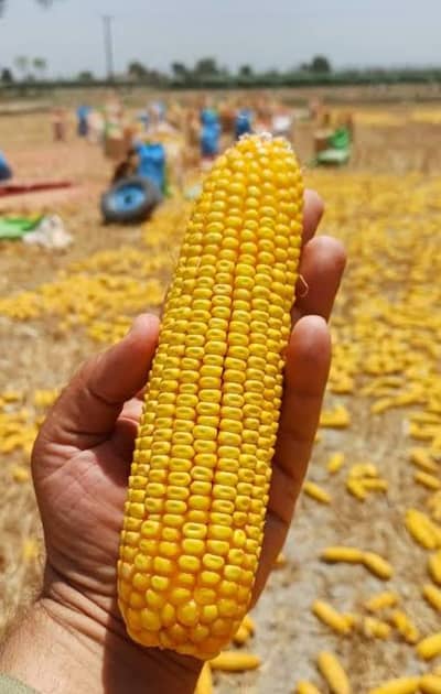 Corn 