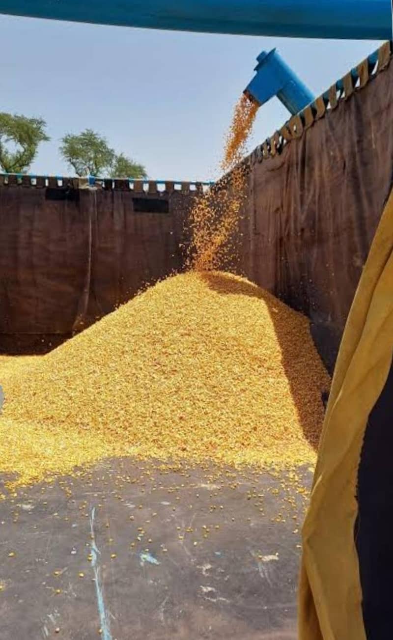 Corn  1