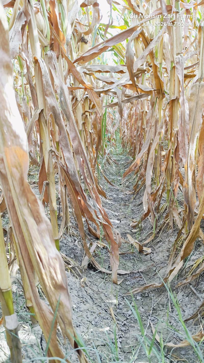Corn  3