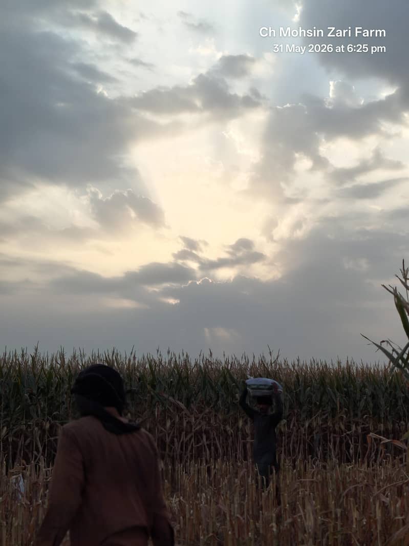 Corn  4