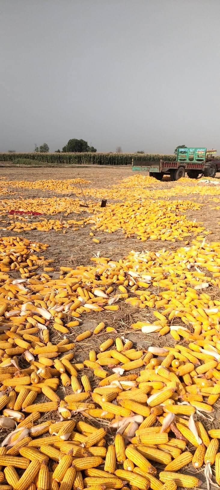Corn  5