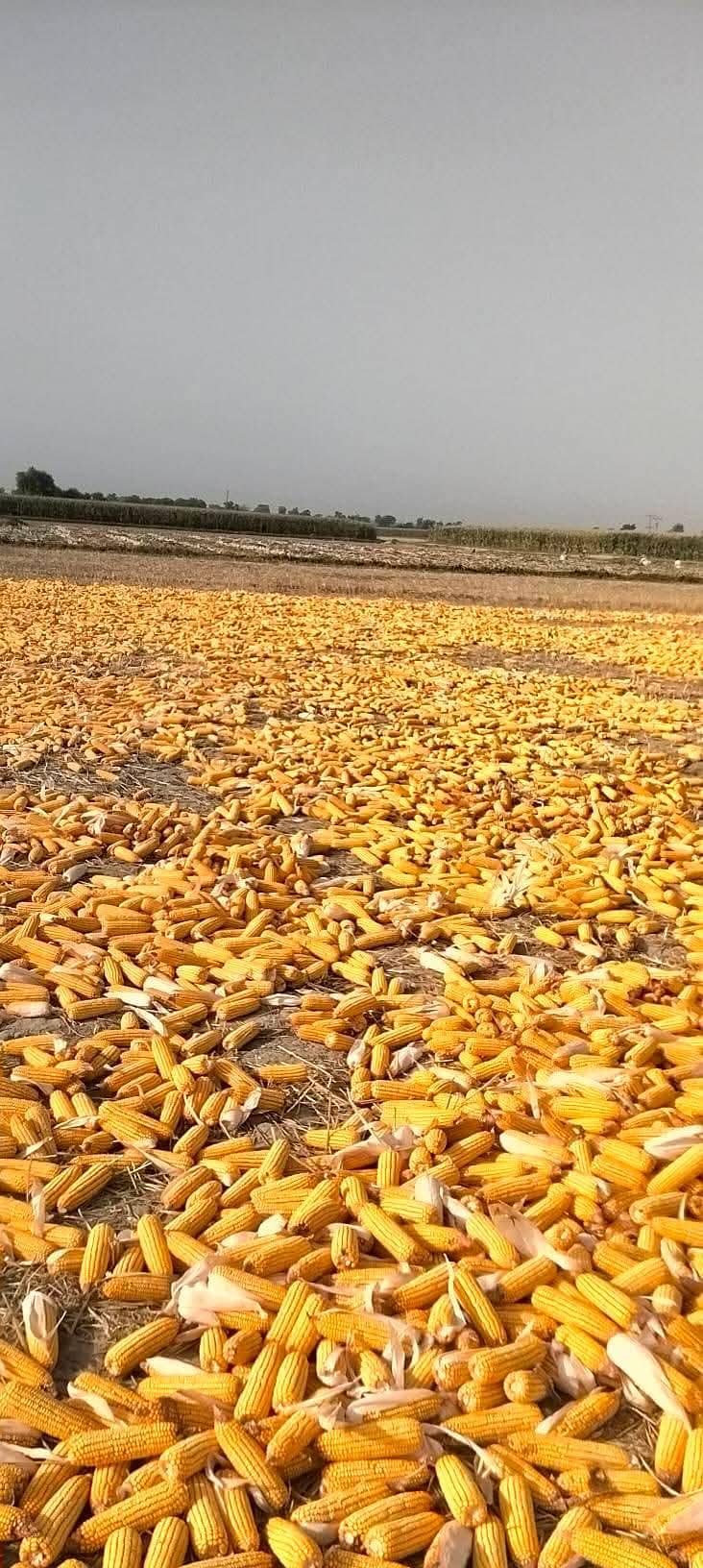 Corn  6