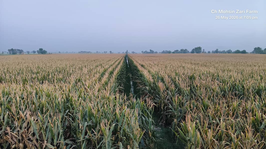 Corn  7