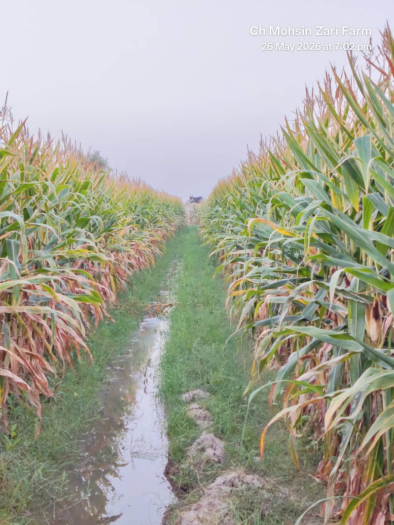 Corn  8