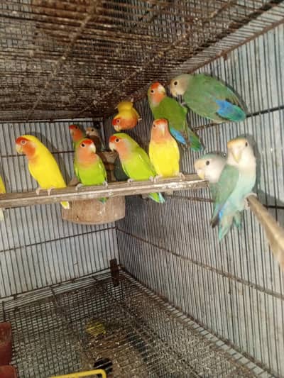 All color Love Birds For Sale 50 pair