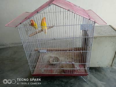 Lobebirds red eyes bredar pair cage  box for sale