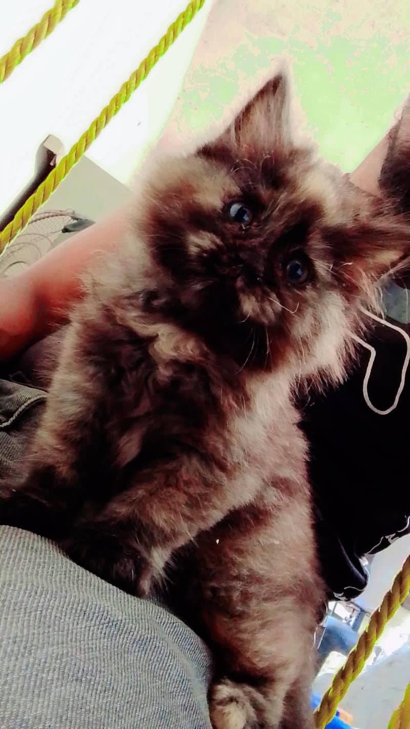 persion cat 0
