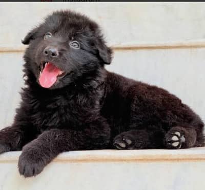 black German Shepherd long coat puppies show quality