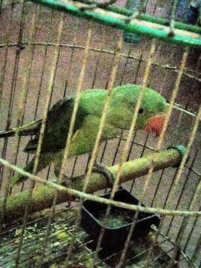 Raw Pahari male jambo size 5 month age nail tail fly ok