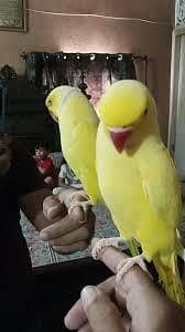 yellow talking and tamed pair bolne Wala.