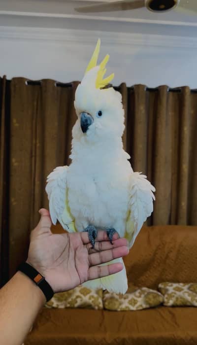 Cockatoo / Greater Medium Sulphur