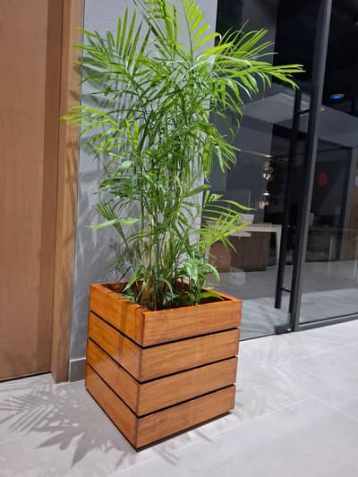 woods tree cover