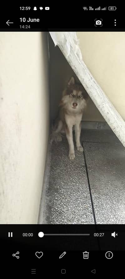 husky male for sale
