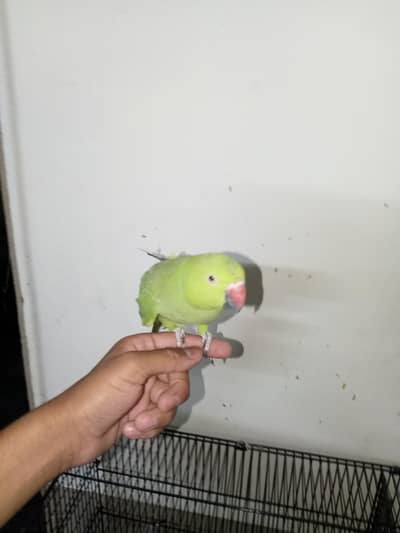 healthy active hand tame female are available