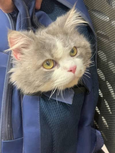 adult cat