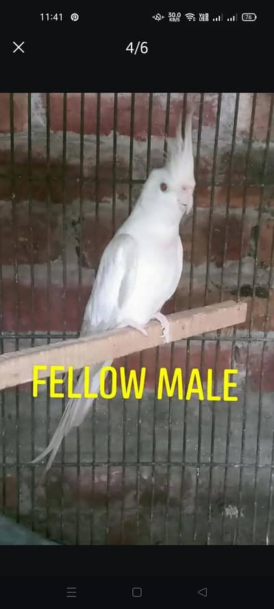 Fellow Breeder Male Cockatiel