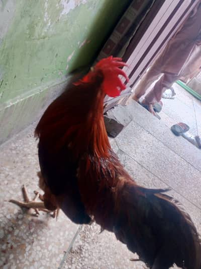 lakkkha murga