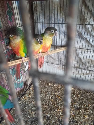 parrots for sale