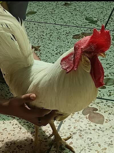 Ghar k paly walaite murgy for sale
