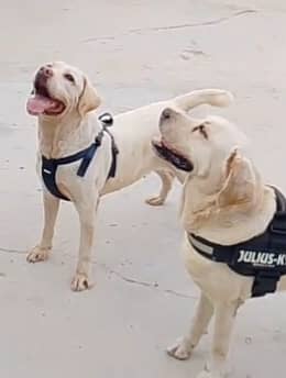 Labrador dog  pair | Breeder labra pair | labra dog for sale