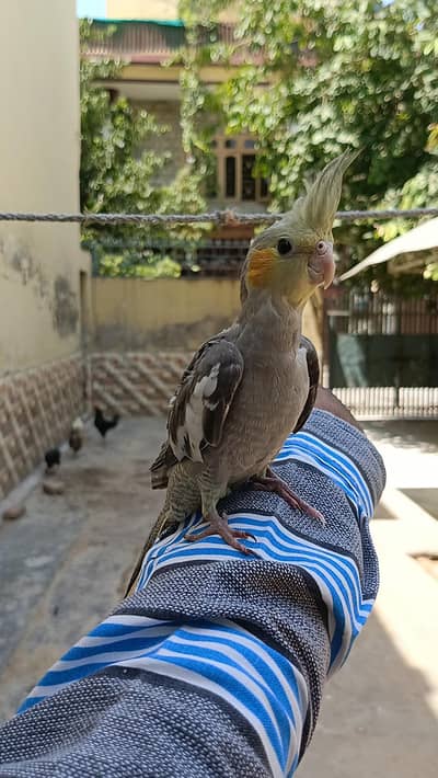 Cocktail hand tame
