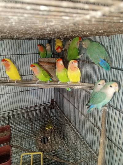 Healthy and Active Love Birds All pair for sale