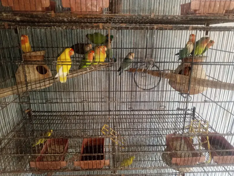 Healthy and Active Love Birds All pair for sale — photo 2