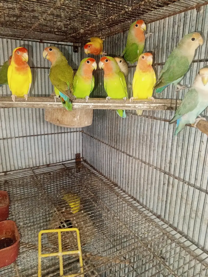 Healthy and Active Love Birds All pair for sale — photo 3