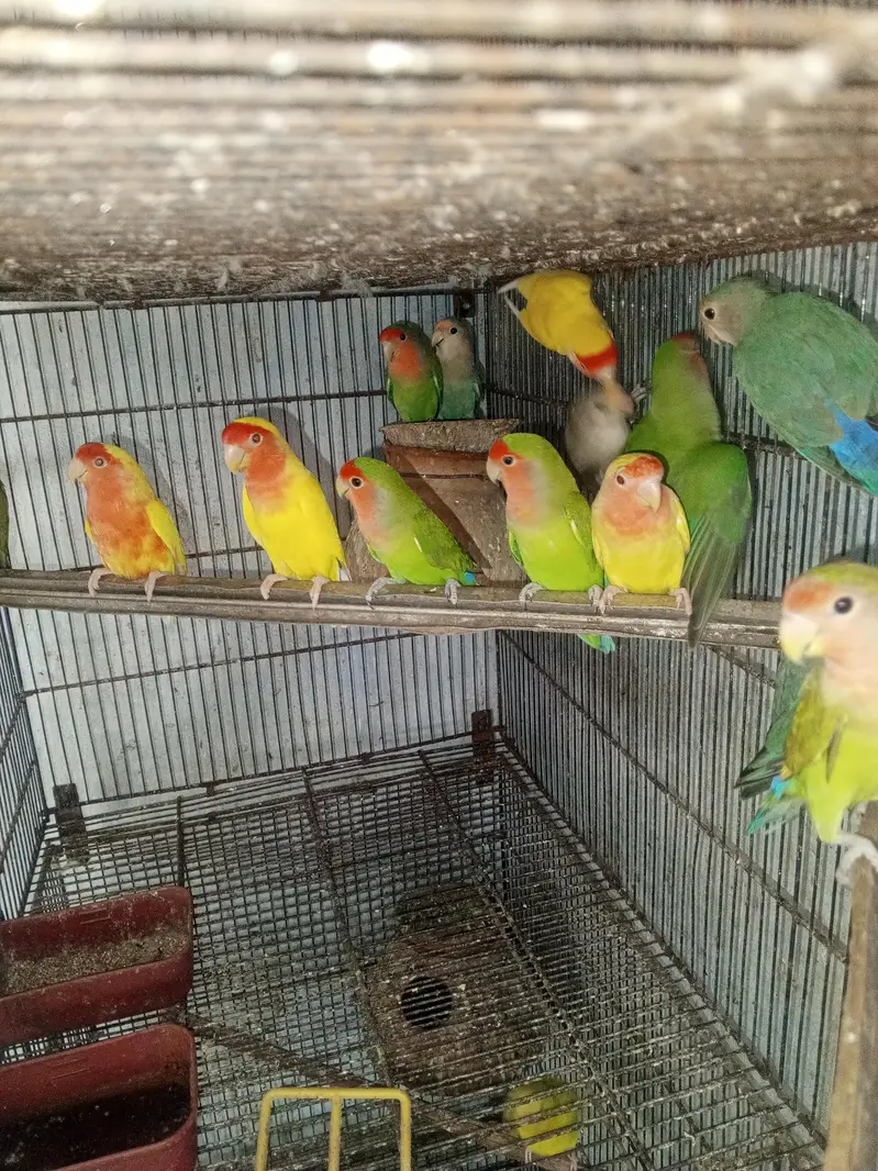 Healthy and Active Love Birds All pair for sale — photo 4