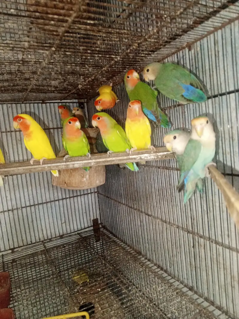 Healthy and Active Love Birds All pair for sale — photo 5