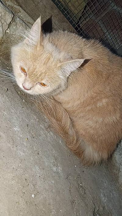 Persian cat