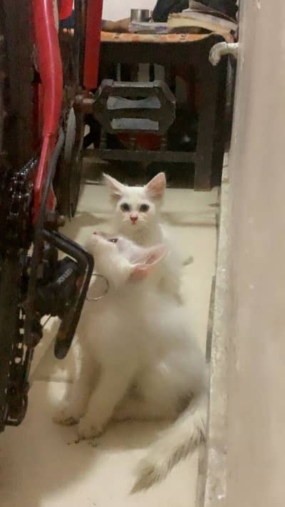 2 Pesian Cats Urgent Sale