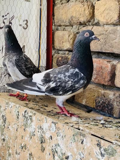 Breeder Pigeon full setup
