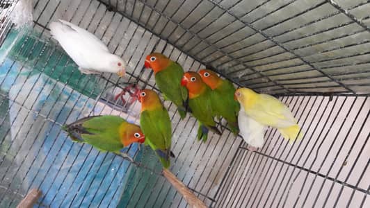 Lovebirds pathe and Adult Pair