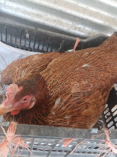 Pure Desi Koruk  Hen For sale