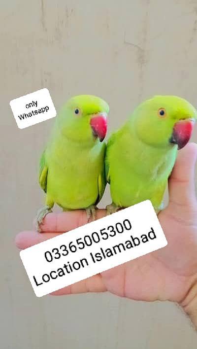 03118835302 Katha Hand Tame Friendly Green Ringneck Pathy
