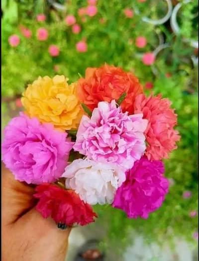 gul e duphri Cuttings