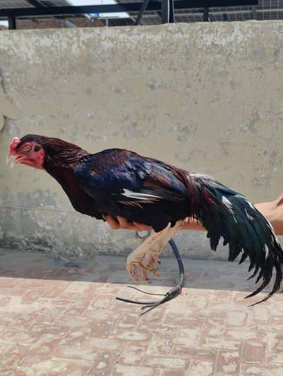 aseel breeder lakha murgha hean