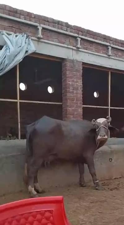 Cow | Neli ravi Cow | Female Cow | Milking Cow For Sale
