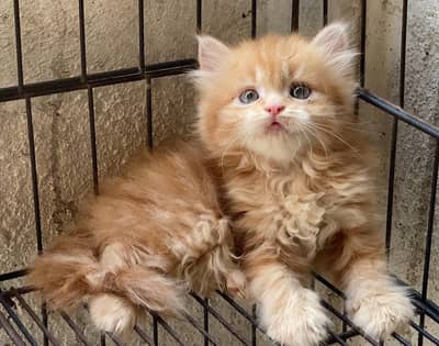 Quality Persian Punchface cat & kitten. moreWhatsApp 03314426573