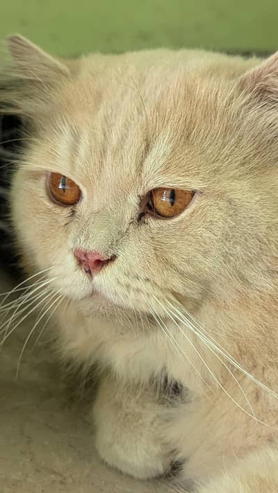 Punch Face  Male Cat
