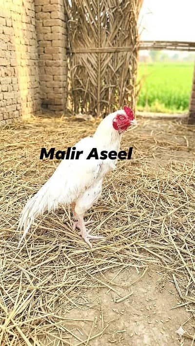 Heera Aseel