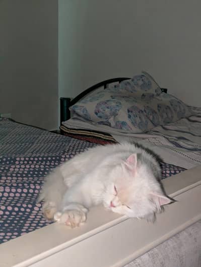 white Persian cat