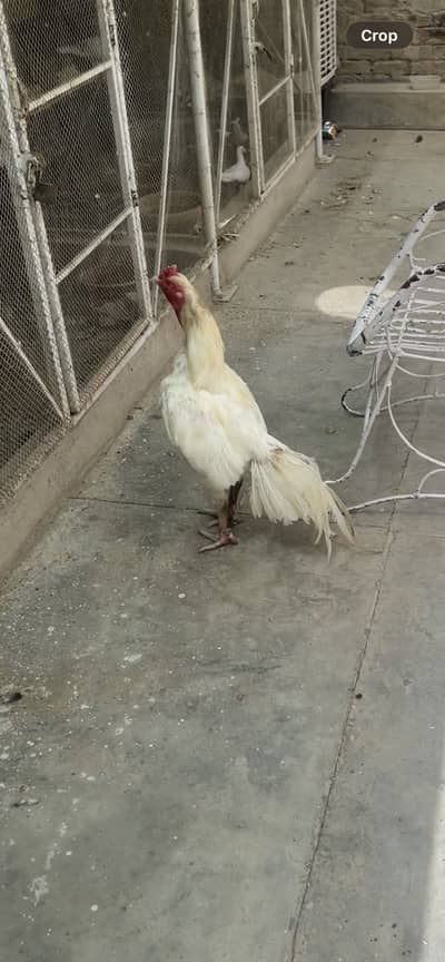 Heera Murga for Sale – 24 Months Healthy