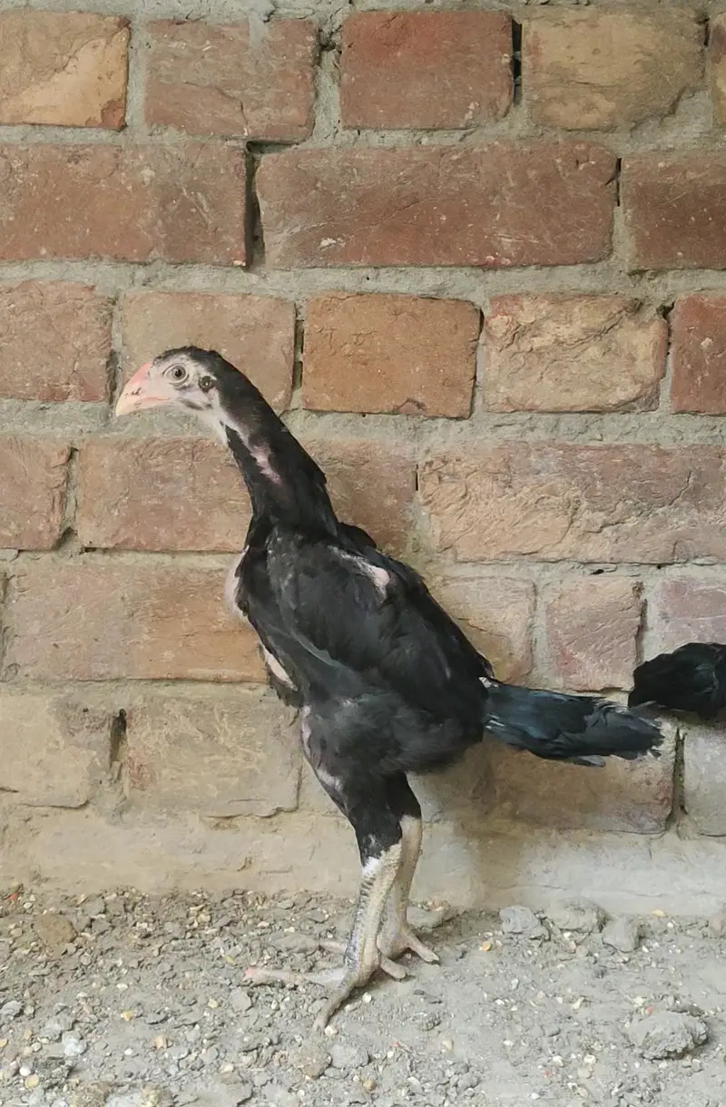 shamo — photo 3