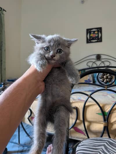 Persian X ShortHair Kittens for sale