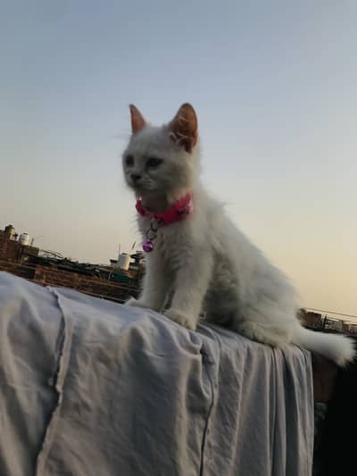 Perssion cat baby tripel coted for sale and also tamed