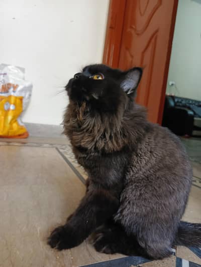 black colour male persian cat