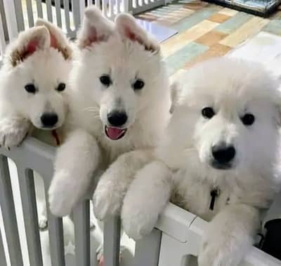 German Shepherd | White German Shepherd Puppy | Gsd Puppies For Sale